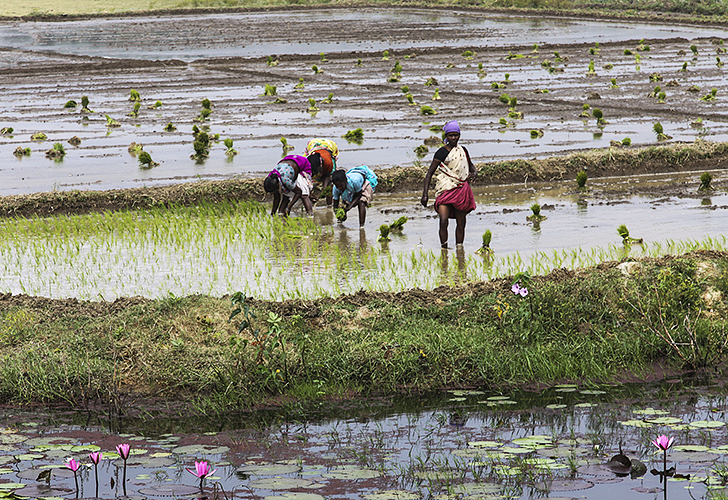 Planting Rice 4-Kumbakkonam